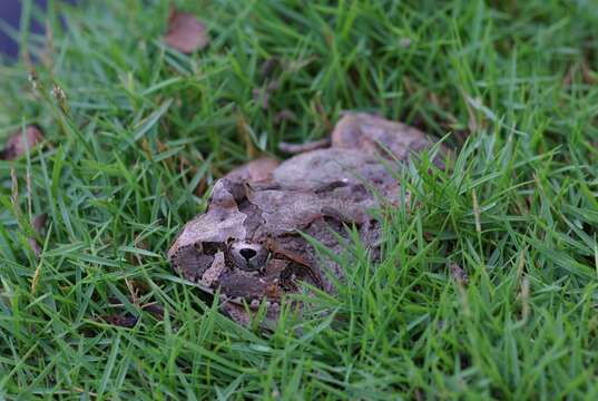 Image of Laliostoma Glaw, Vences & Böhme 1998