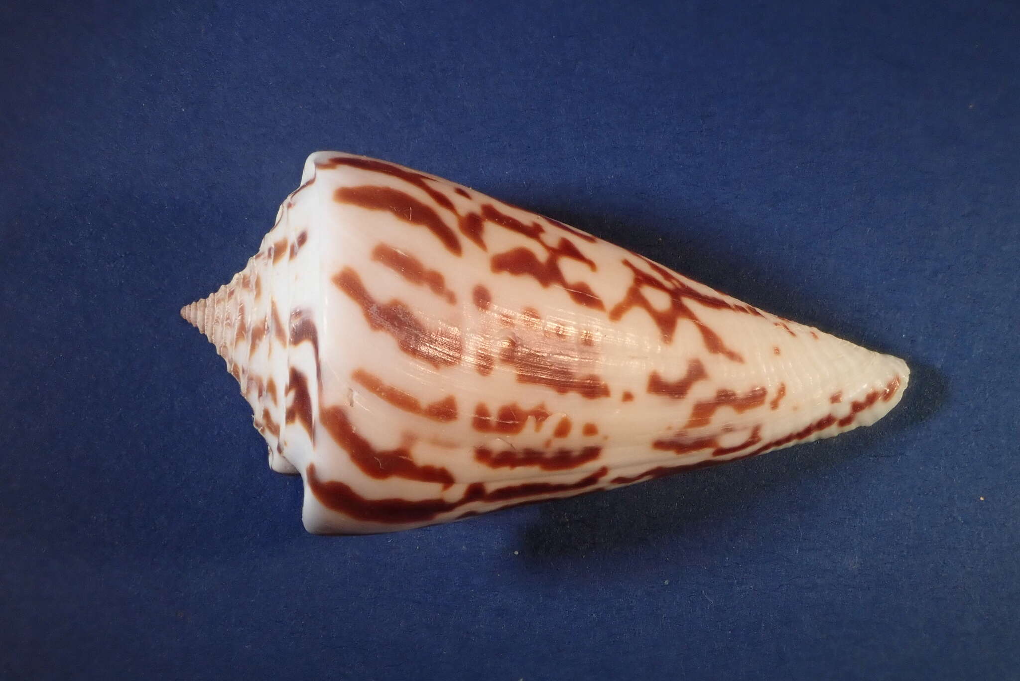 Image of Conasprella emarginata (Reeve 1844)