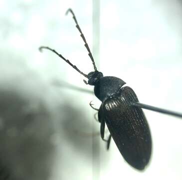 Image of Capnochroa fuliginosa (Melsheimer 1846)