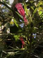 Image of Columnea linearis Oerst.