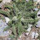 Image of whitespine thistle