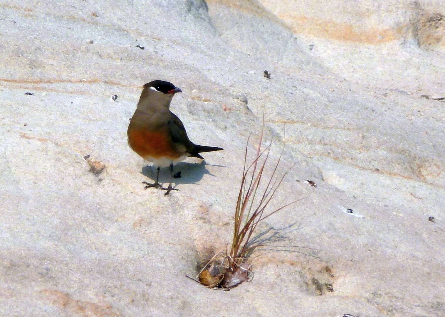 Image of Madagascan Pratincole