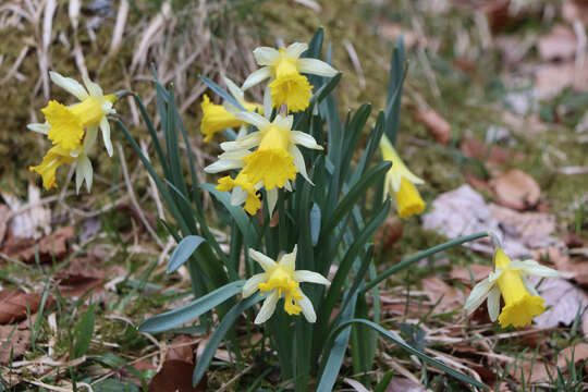 Image of Narcissus pseudonarcissus subsp. pseudonarcissus