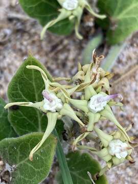 Image of Oxypetalum tomentosum Wight ex Hook. & Arn.