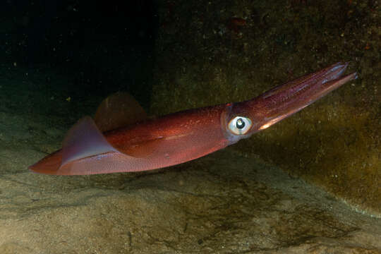 Image of European squid
