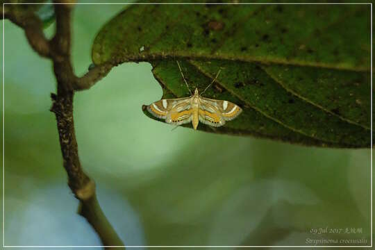 Imagem de Strepsinoma croesusalis Walker 1859