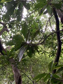 Image de Ardisia sieboldii Miq.