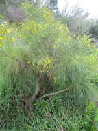 Imagem de Sonchus wildpretii U. & A. Reifenberger