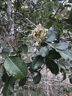 Image of Flindersia collina (F. M. Bailey) F. M. Bailey