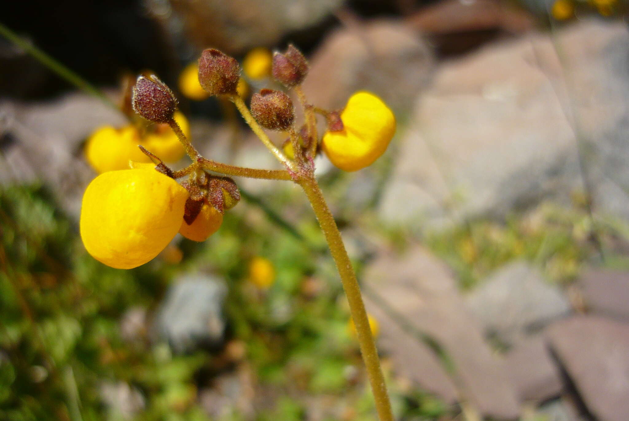 Image of Calceolaria filicaulis subsp. luxurians (Witasek) C. Ehrhart