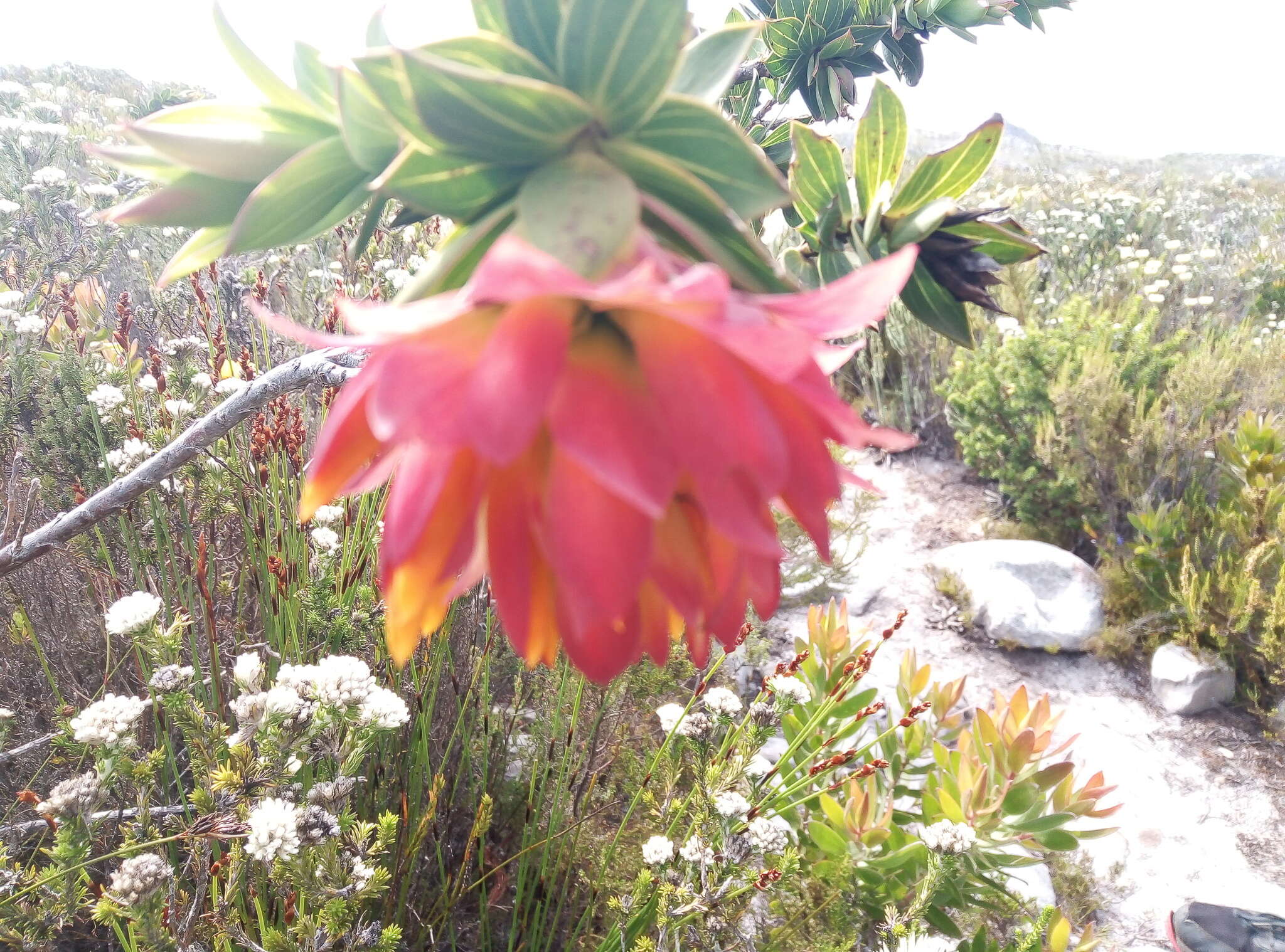 Image of Mountain dahlia