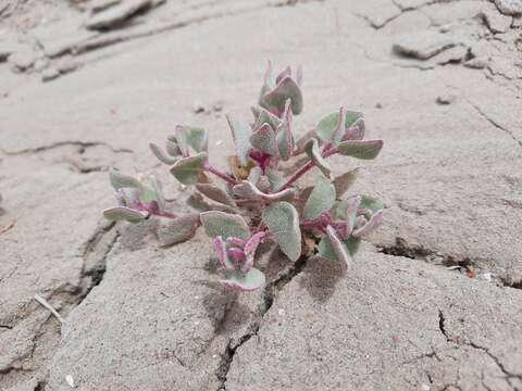 Image of sack saltbush