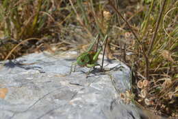 Image de Decticus loudoni Ramme 1933