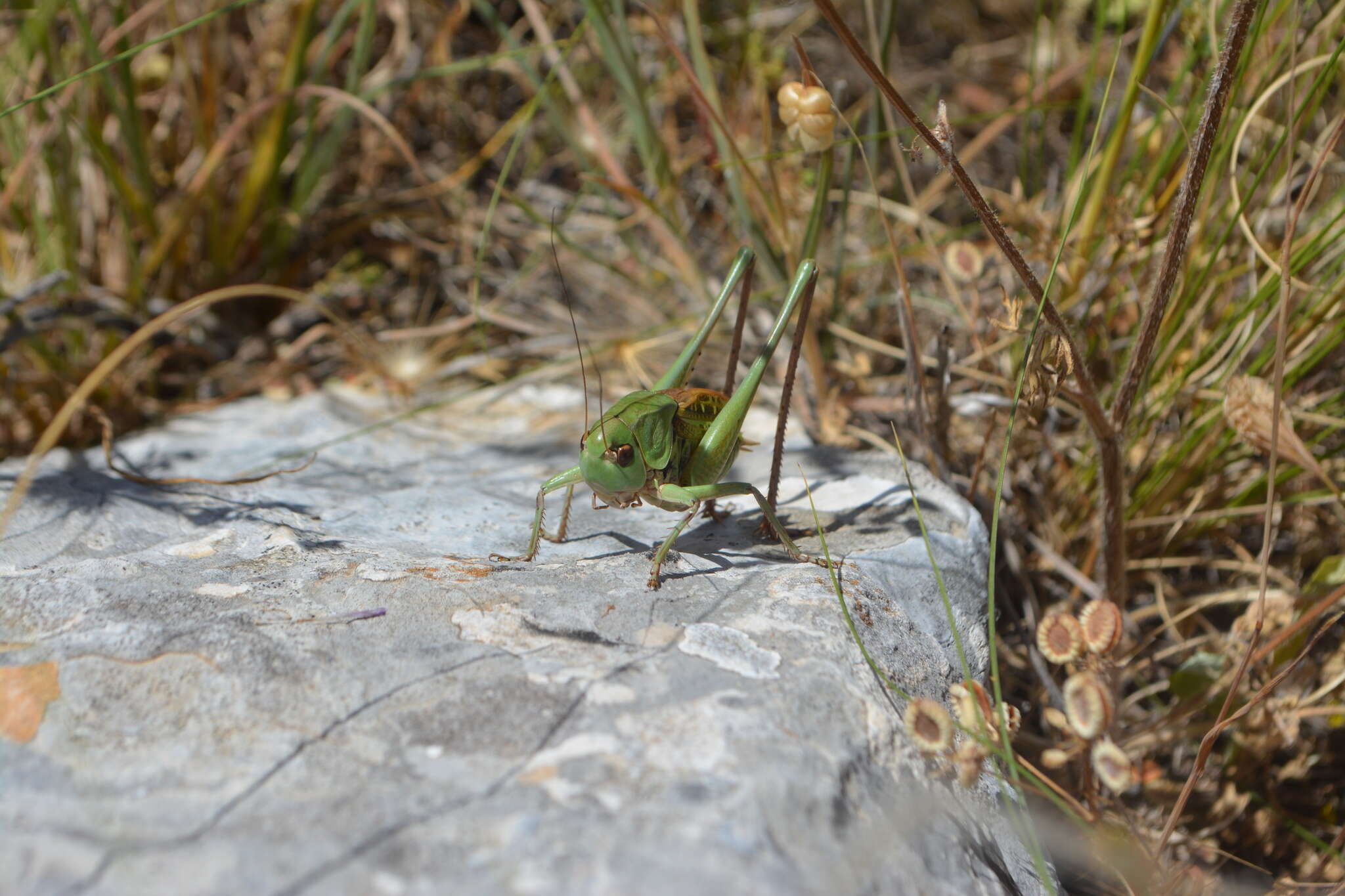 Imagem de Decticus loudoni Ramme 1933