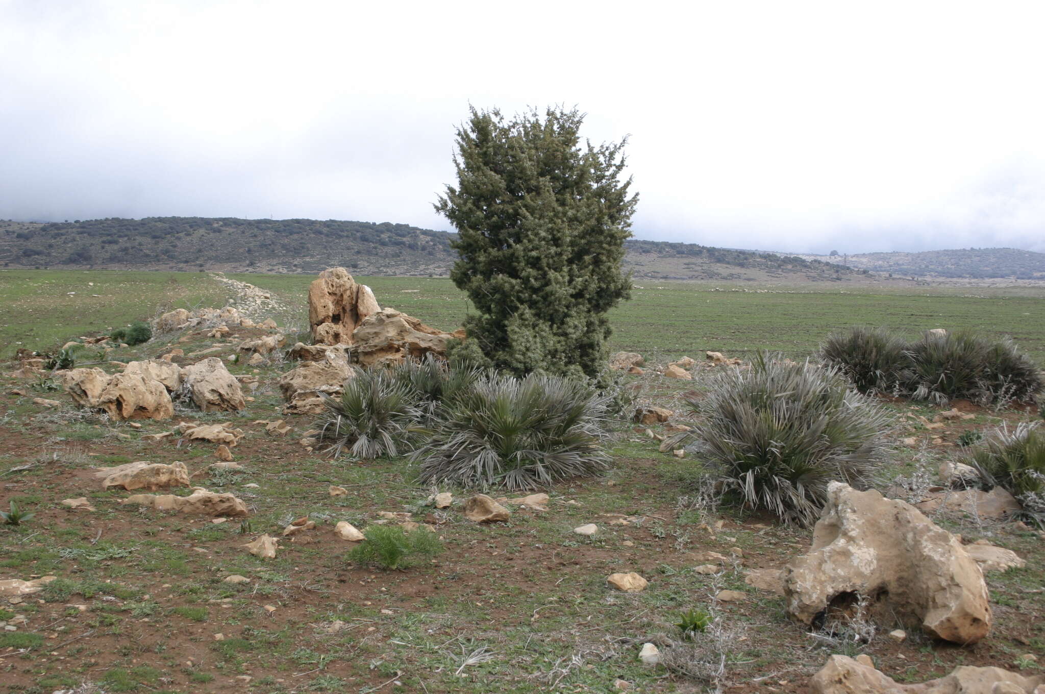 Image of Juniperus oxycedrus subsp. badia (H. Gay) Debeaux