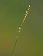 Image of Carex ussuriensis Kom.