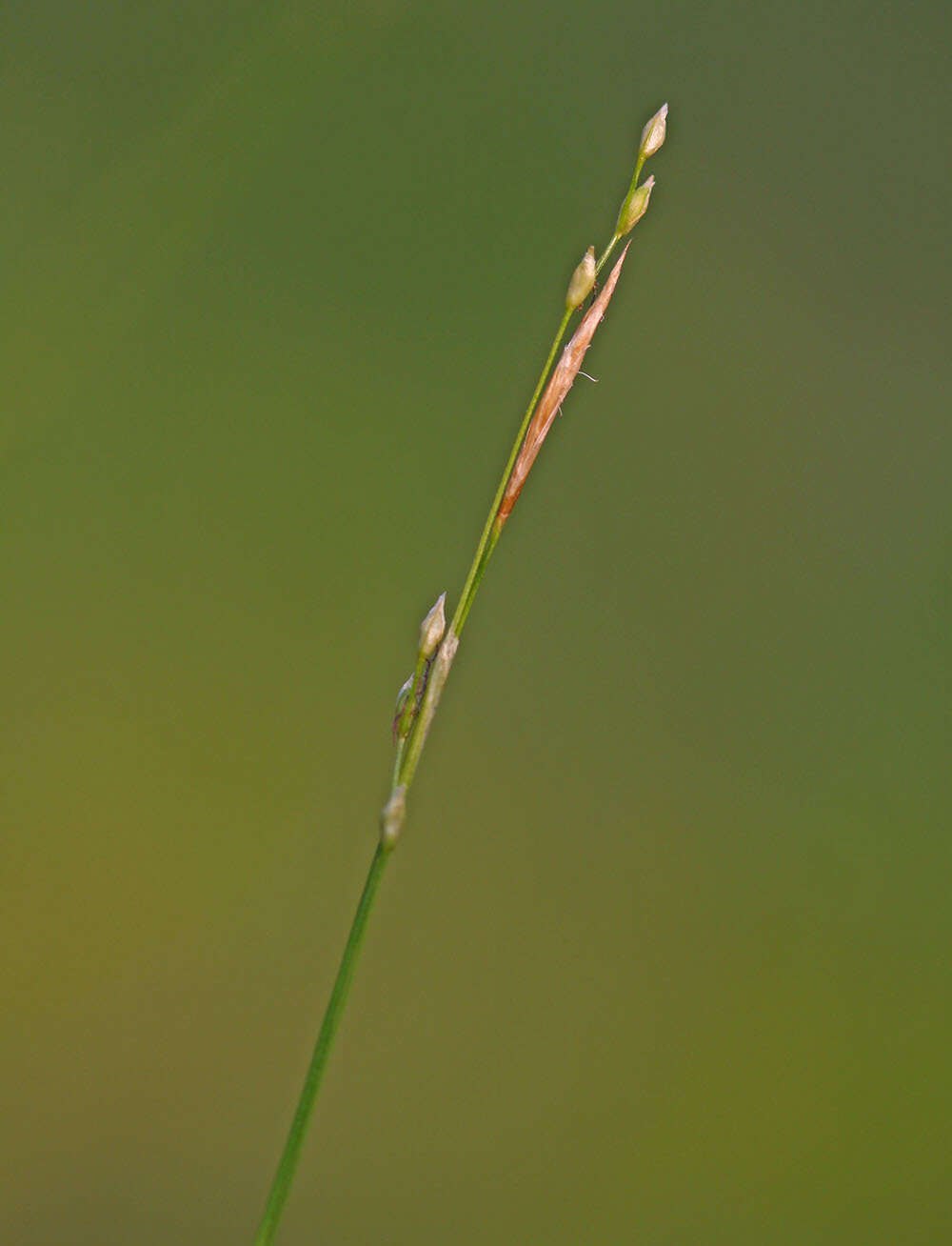 Image of Carex ussuriensis Kom.