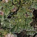 Image of Weill's lichenochora lichen