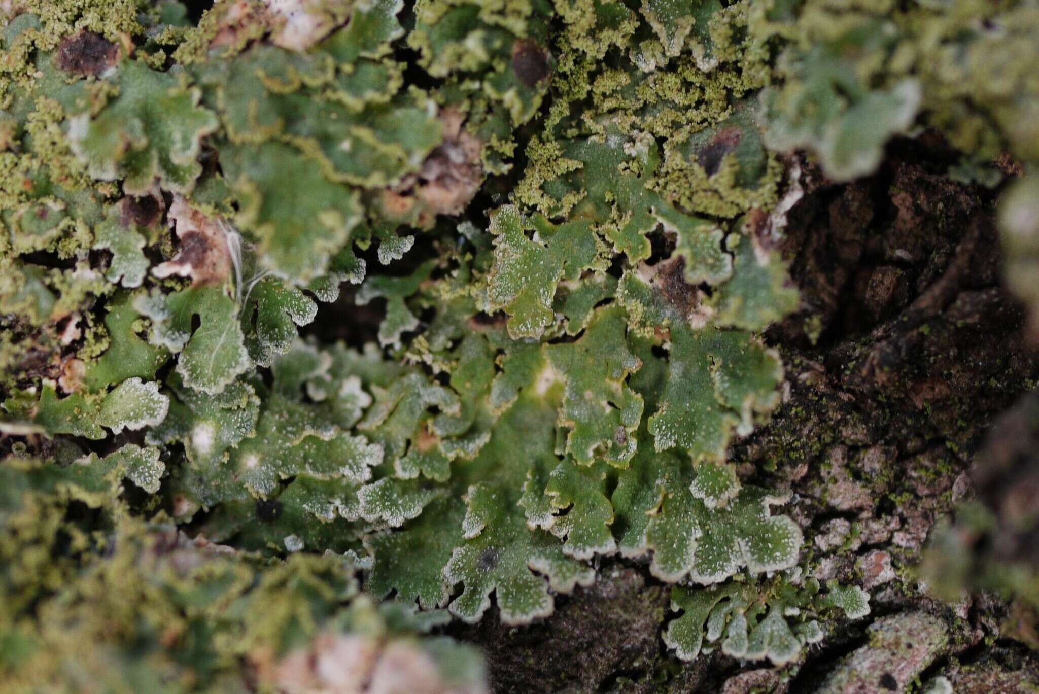 Image of Weill's lichenochora lichen