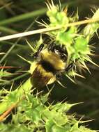 Image of Northern Amber Bumble Bee