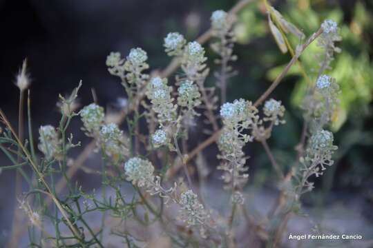 Imagem de Lepidium cardamines L.