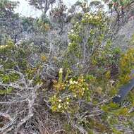 Image of Richea sprengelioides (R. Br.) F. Muell.