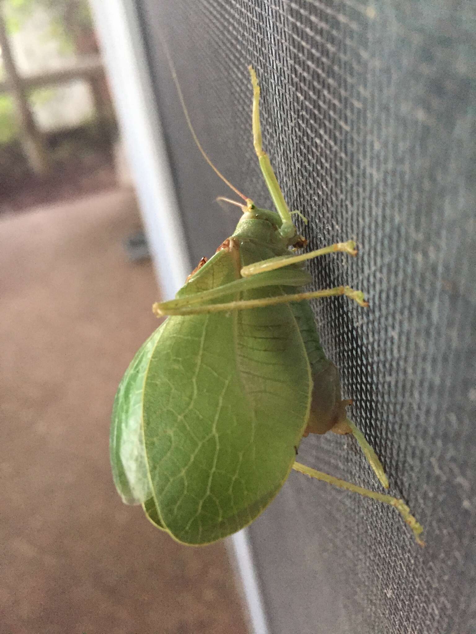 Image of Pterophylla