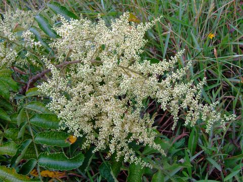 Image of Chinese sumac