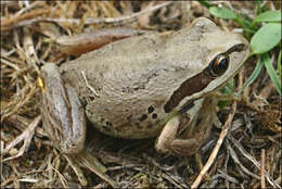 Image of Alpine Tree Frog