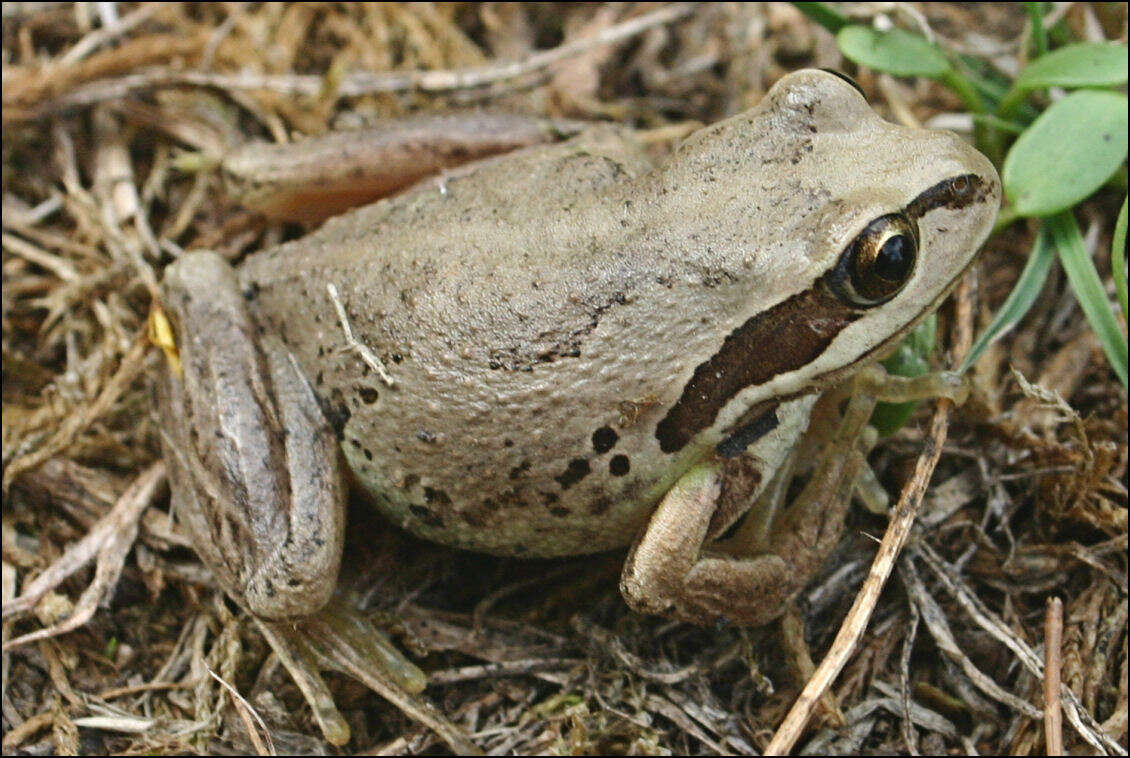 Litoria verreauxii (Duméril 1853)的圖片