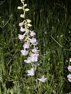 Image of foothill larkspur