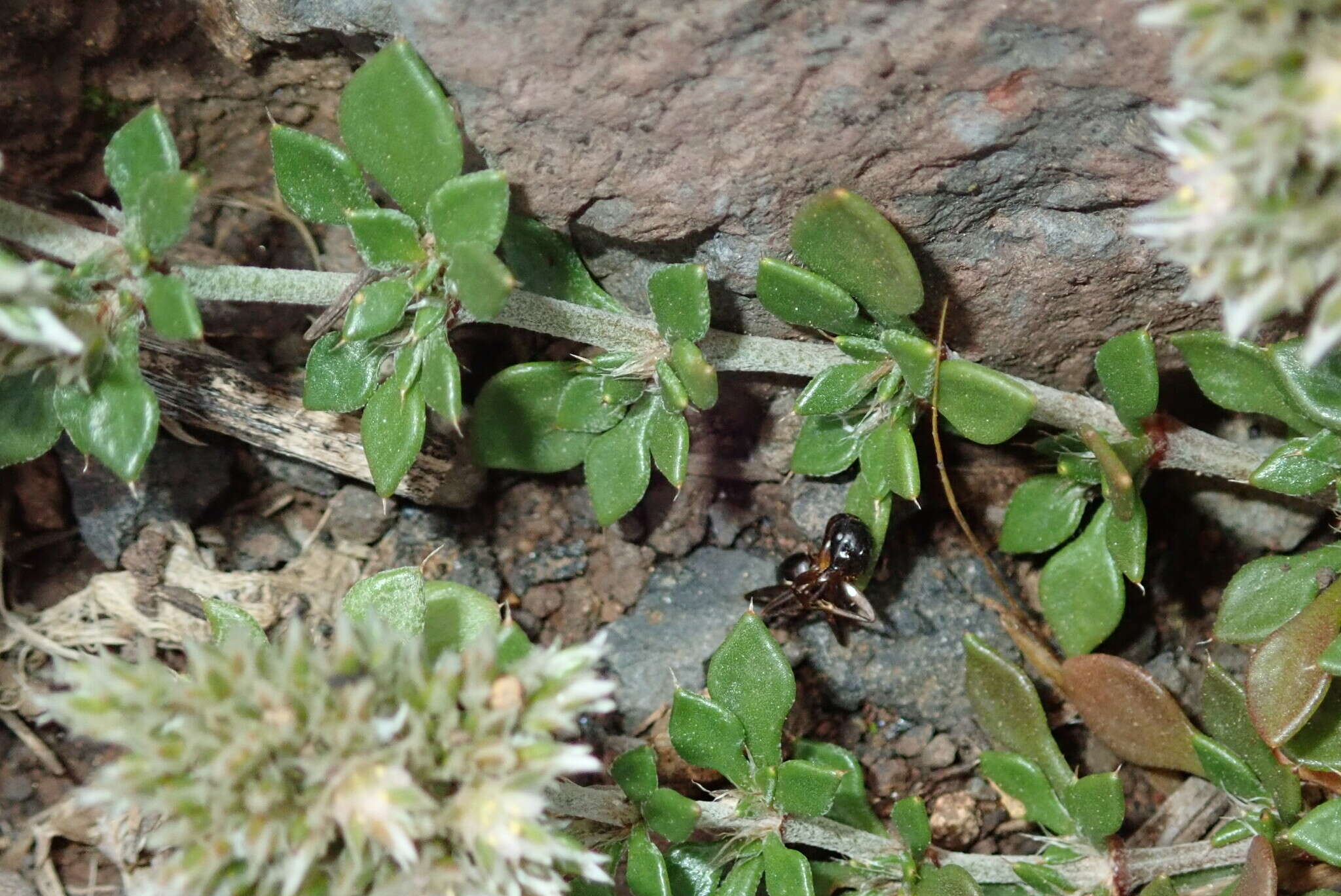 Imagem de Polycarpaea divaricata Poir. ex Steud.