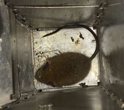 Image of White-footed Climbing Mouse