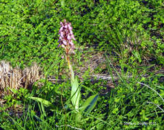 Image of Giant Orchid