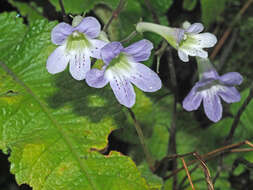 Sivun Streptocarpus gardenii Hook. kuva