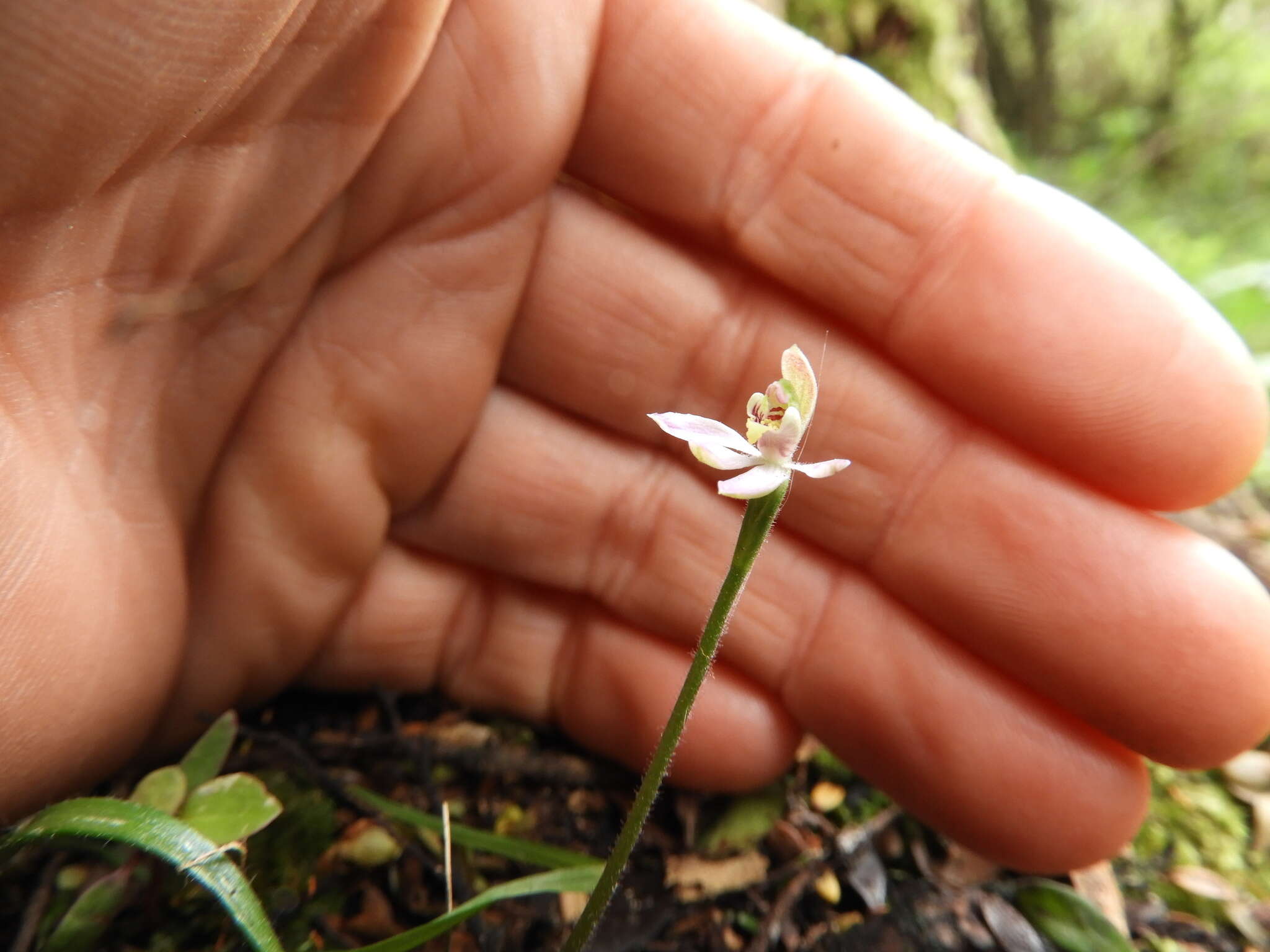 Image de Caladenia variegata Colenso