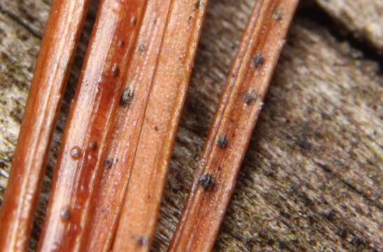 Image of Brown spot needle blight