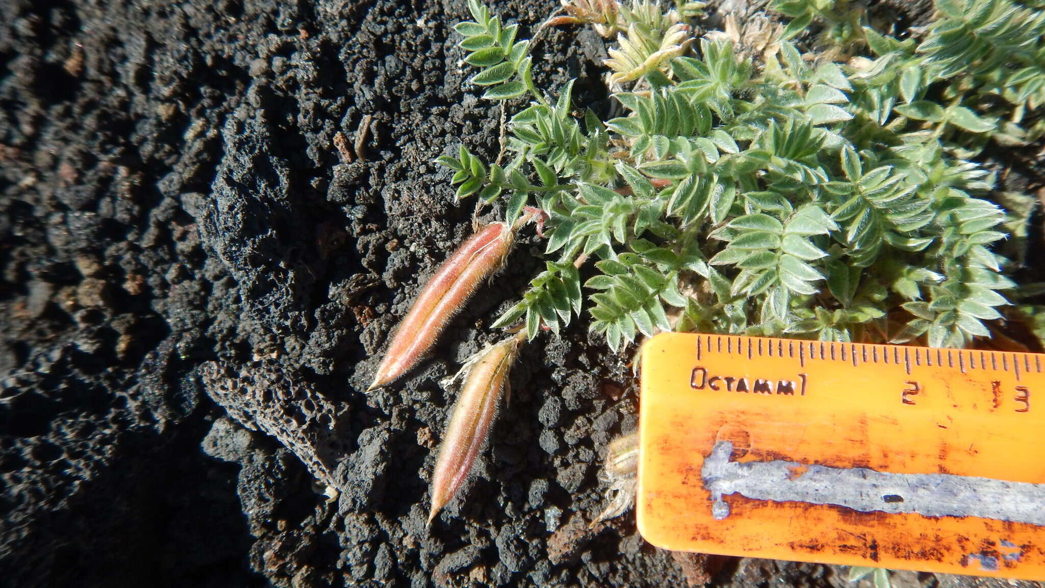 Image de Oxytropis revoluta Ledeb.