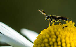 Image of Lasioglossum sordidum (Smith 1853)