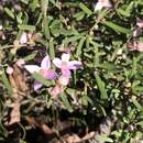 Image of Boronia rosmarinifolia A. Cunn. ex Endl.