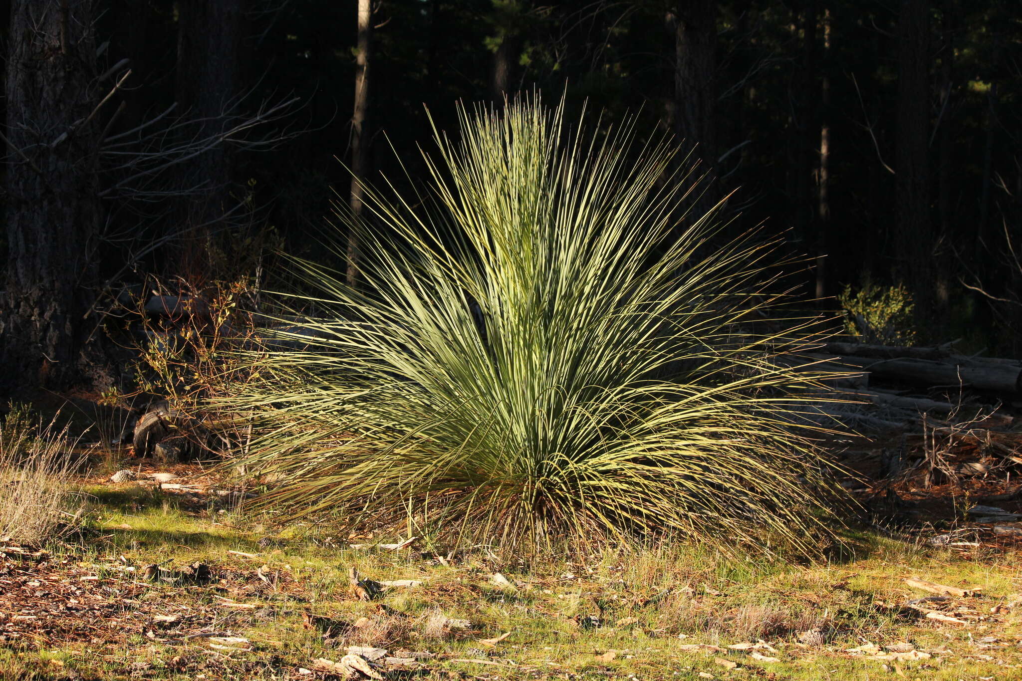 Image of Xanthorrhoea semiplana F. Muell.