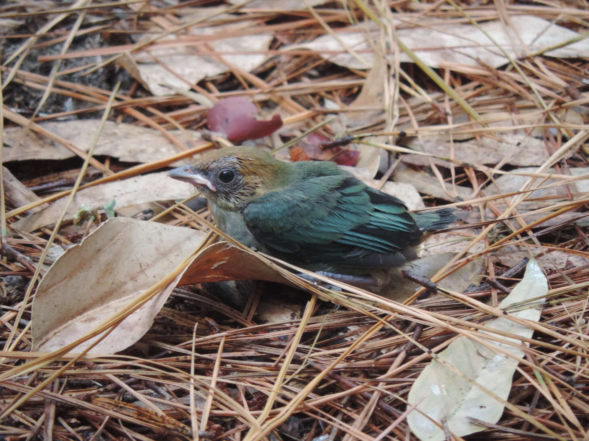 Image of Chestnut-backed Tanager