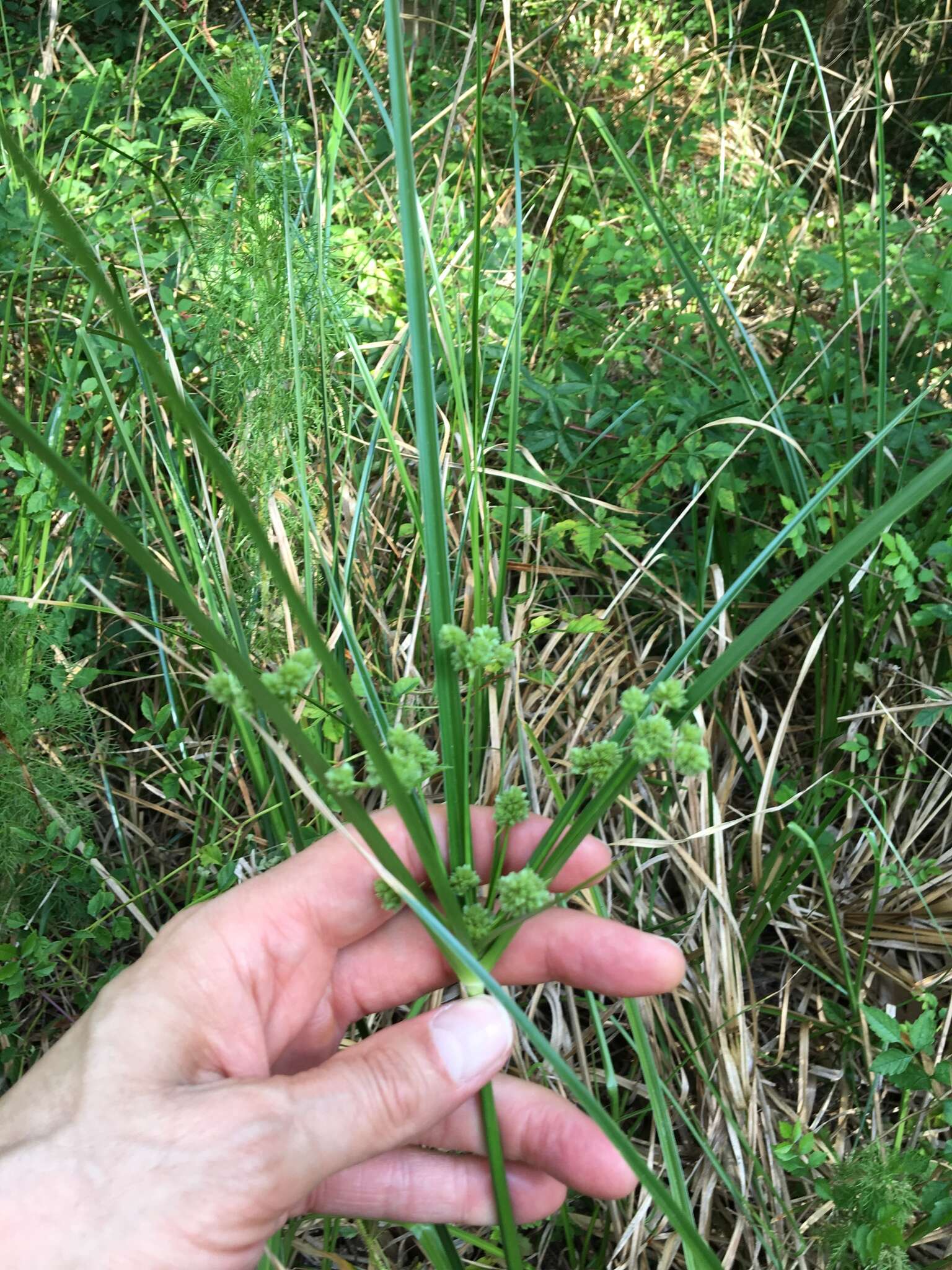 Image of woodrush flatsedge