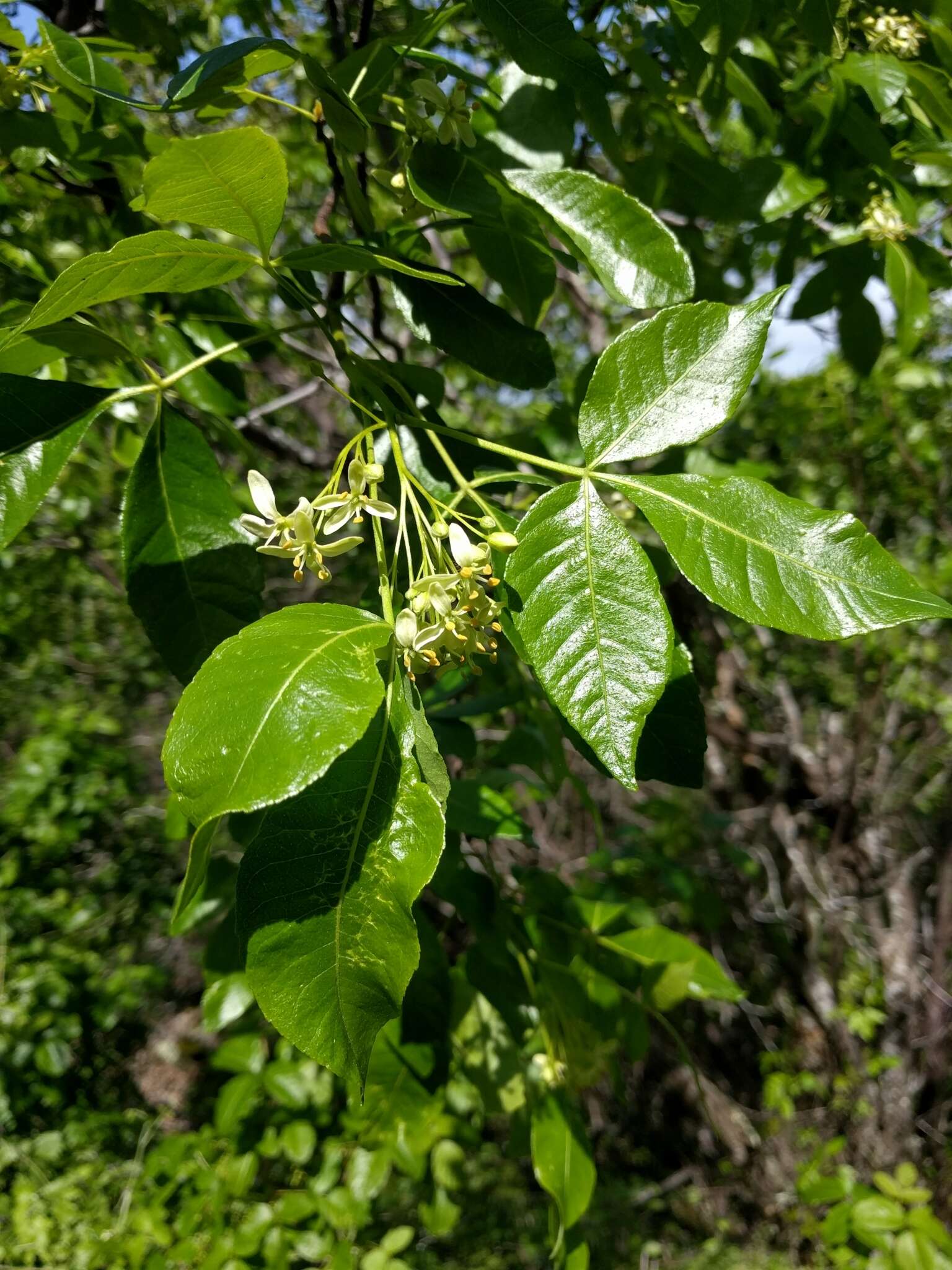 Image de Ptelea crenulata Greene