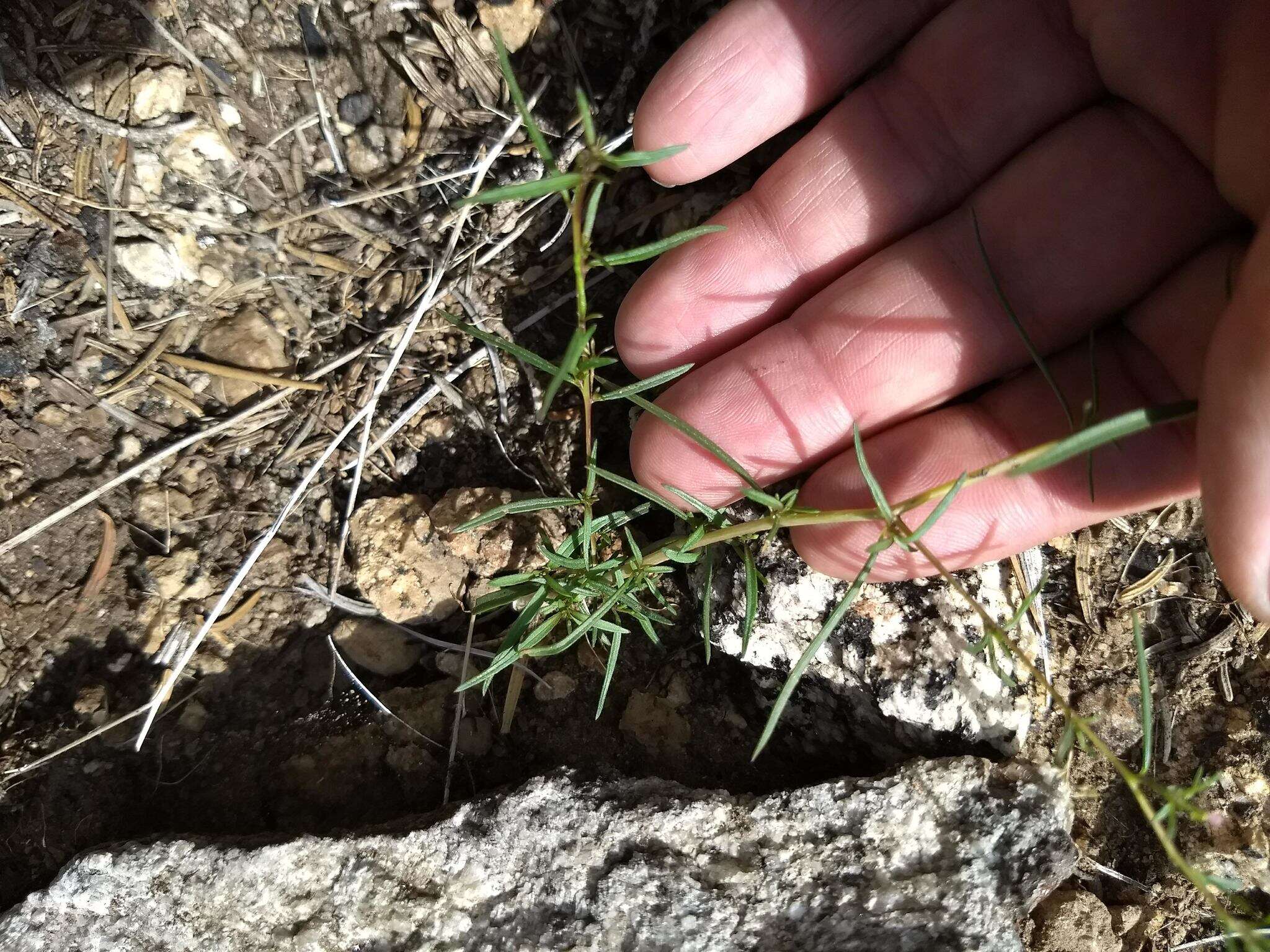 Image of Gayophytum diffusum subsp. parviflorum Lewis & Szweyk.