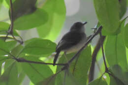 Image of Stub-tailed Spadebill