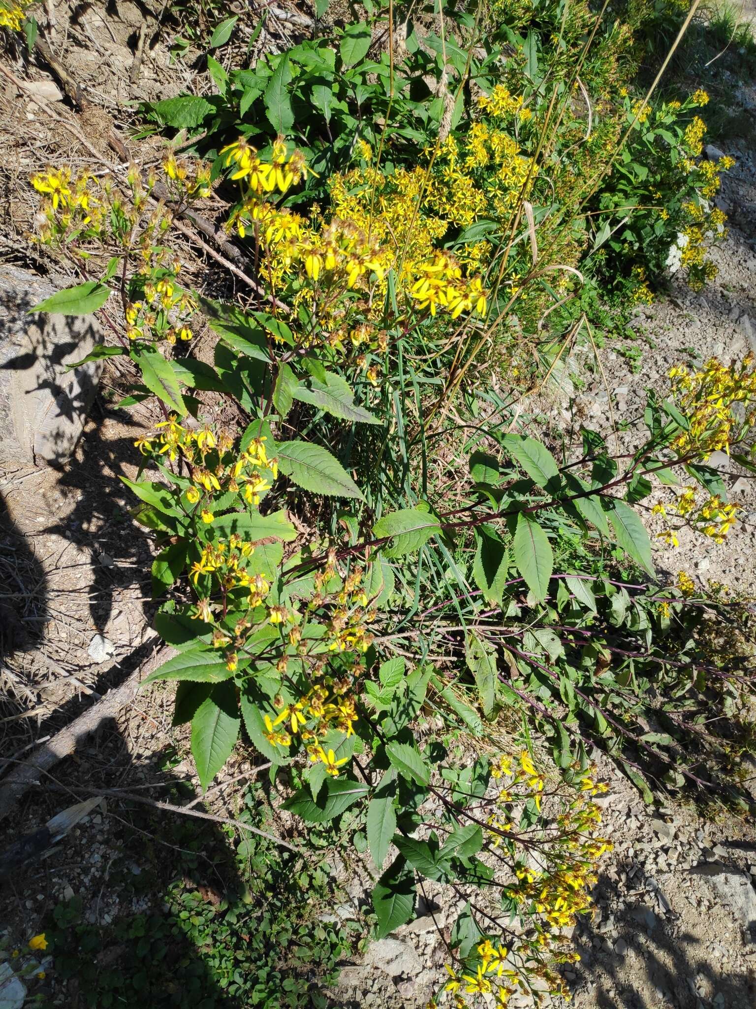 Image of Senecio nemorensis subsp. glabratus (Herborg) C. Oberprieler