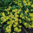 Image de Sedum emarginatum Migo