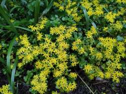 Слика од Sedum emarginatum Migo