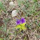 Image of Pinguicula grandiflora subsp. grandiflora